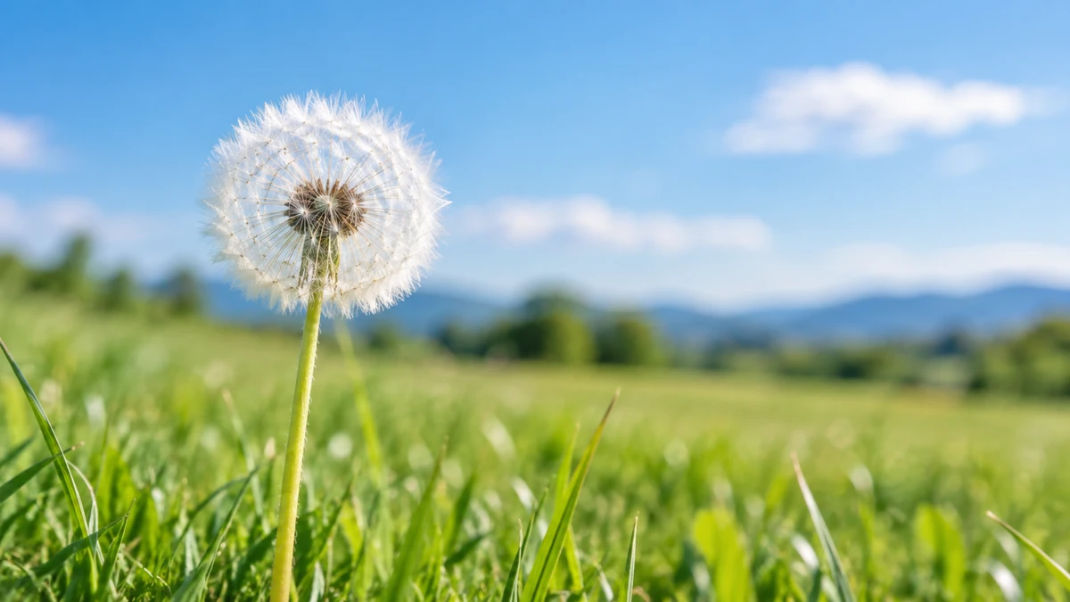 晴れた草原に立つ、たんぽぽの綿毛