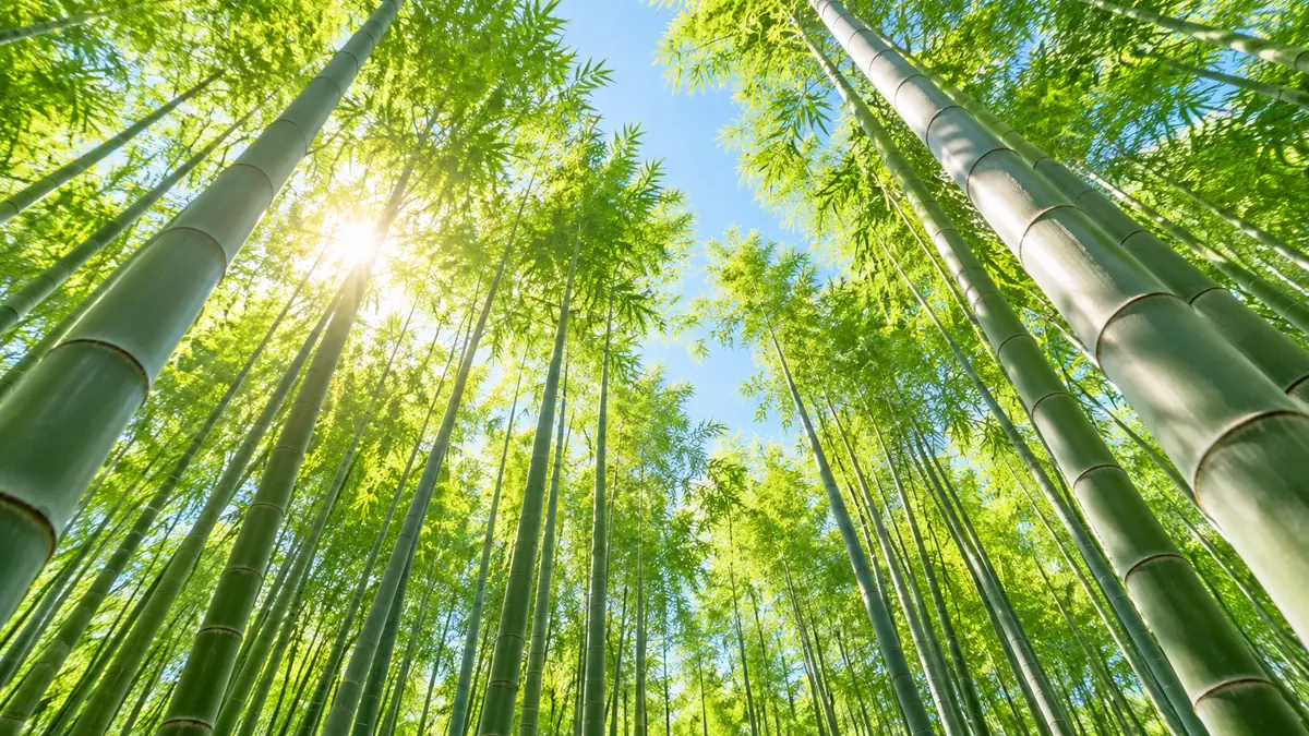 朝の光が差す竹林を見上げた景色